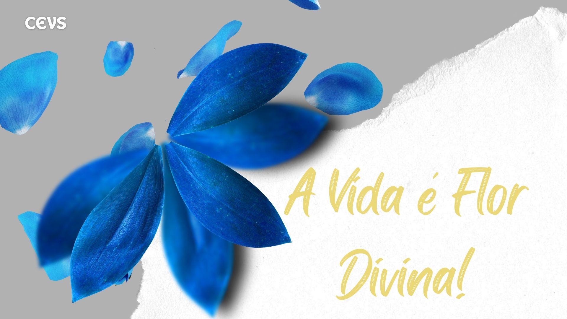 Nome da flor: Vida